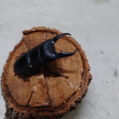 ヒラタクワガタ オスの画像