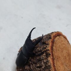ヒラタクワガタ オスの画像