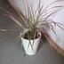 ランキングキーワードに紐づく投稿画像-観葉植物