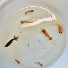 引き取り限定‼️金魚 稚魚 の画像