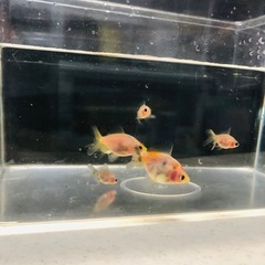 引き取り限定‼️金魚 稚魚 の画像