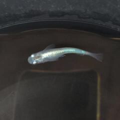 メダカ𓆛白体内光𓆛2ペア＋♂の画像