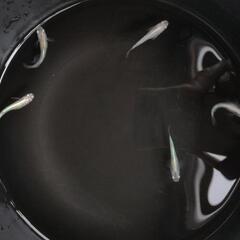 メダカ𓆛白体内光𓆛2ペア＋♂の画像