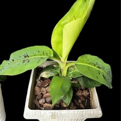 【取引中】三尺バナナ苗　ムサドワーフキャベンディッシュの画像