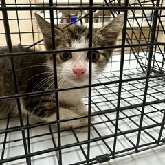 2ヶ月位の仔猫　キジシロ？