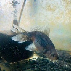 決まりました‼️引き取り限定‼️金魚 モザイク東海錦 2匹の画像
