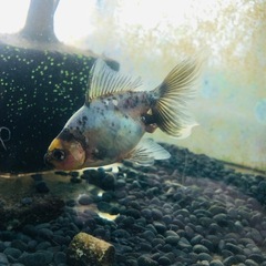 決まりました‼️引き取り限定‼️金魚 モザイク東海錦 2匹の画像