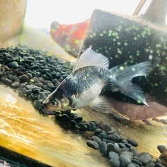 決まりました‼️引き取り限定‼️金魚 モザイク東海錦 2匹の画像