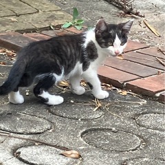可愛い子猫の兄弟（約3.4ヶ月)