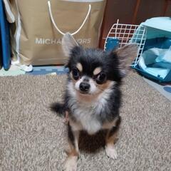 ☆里親急募☆本日お迎え可能な方！ロングコートチワワ3歳の男の子
