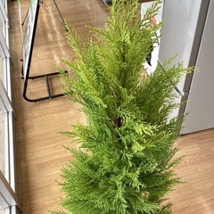 【トレファクマーケット久喜店】dinos　人工観葉植物ゴールドクレスト１５０の画像