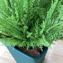 【トレファクマーケット久喜店】dinos　人工観葉植物ゴールドクレスト１５０の画像