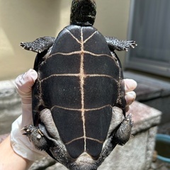 クサガメ
