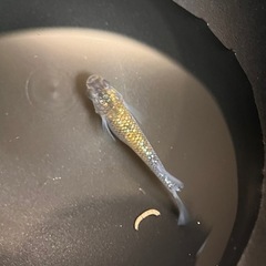 メダカ　大虹　5匹
の画像