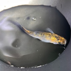 メダカ　大虹　5匹
の画像