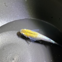 メダカ　大虹　5匹
の画像