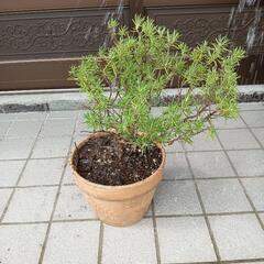 植木　素焼き植木鉢の画像