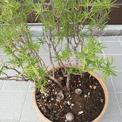 植木　素焼き植木鉢