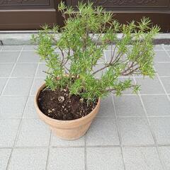 植木　素焼き植木鉢の画像