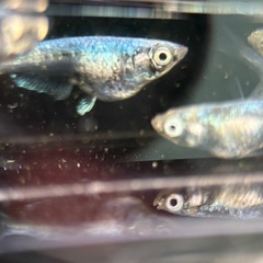 めだか　黒衣　稚魚5匹の画像