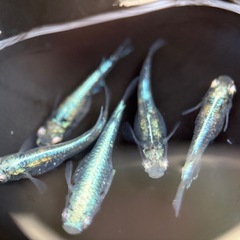 めだか　黒衣　稚魚5匹の画像