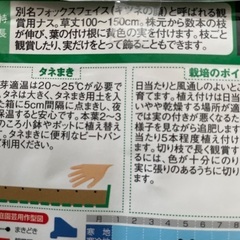 フォックスフェイス（カナリアナス）苗✖️２ポットの画像