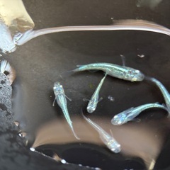 めだか　黒衣　稚魚5匹の画像