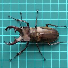 ミヤマクワガタ 2♂1♀  【天然】大きめの画像