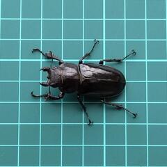 ミヤマクワガタ 2♂1♀  【天然】大きめの画像