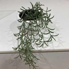 standard products 植木鉢 陶器鉢の画像