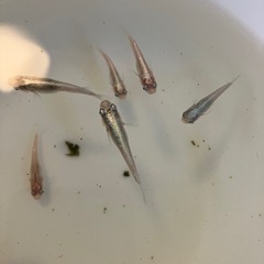 メダカ　楊貴妃　軒之　斑　オロチ　レッドクリフの画像