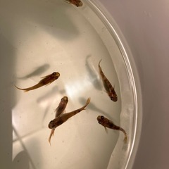 メダカ　楊貴妃　軒之　斑　オロチ　レッドクリフの画像