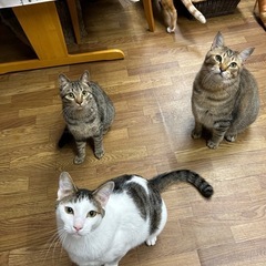 落ち着いた大人猫を迎えたい方♡