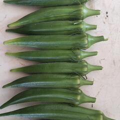 野菜、オクラの画像