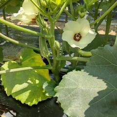 野菜、オクラの画像