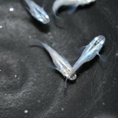 メダカ　ブルー半ダルマオス・メス混合5匹の画像