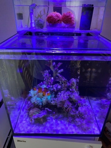 【水槽内の生体 譲渡（有料）】