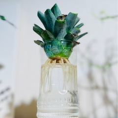 🉐水耕栽培！台湾パイナップル！夏らしい観葉植物！グリーンインテリアとしてオシャレの画像