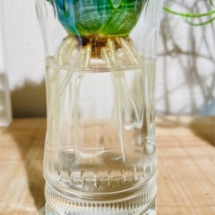 🉐水耕栽培！台湾パイナップル！夏らしい観葉植物！グリーンインテリアとしてオシャレの画像