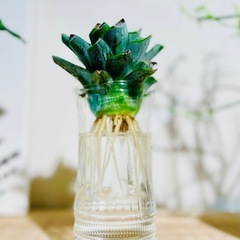 🉐水耕栽培！台湾パイナップル！夏らしい観葉植物！グリーンインテリアとしてオシャレの画像