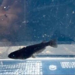 改良メダカ黑天幻龍若魚
の画像