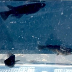 改良メダカ黑天幻龍若魚
の画像