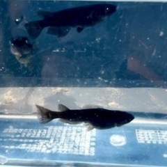 改良メダカ黑天幻龍若魚
の画像