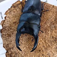 【お盆値下げセール】能勢YGオオクワガタ【83.1mm　顎ズレ、右触角欠損有り】の画像