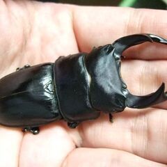 奈良県産オオクワガタ F1 ♂69ミリ ♀44ミリ ペアの画像