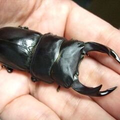 奈良県産オオクワガタ F1 ♂69ミリ ♀44ミリ ペアの画像