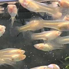 RREAブルーグラスグッピー(2名限定)の画像