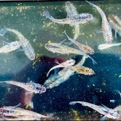 改良メダカ プロメテウスの若魚、成魚の画像