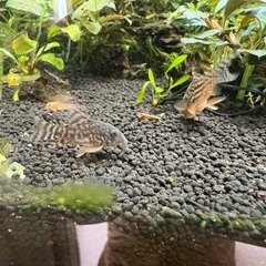 【熱帯魚】コリドラス　ステルバイ　1匹800円、3匹1,500円の画像