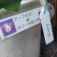 イチジク鉢植え　実付きの画像